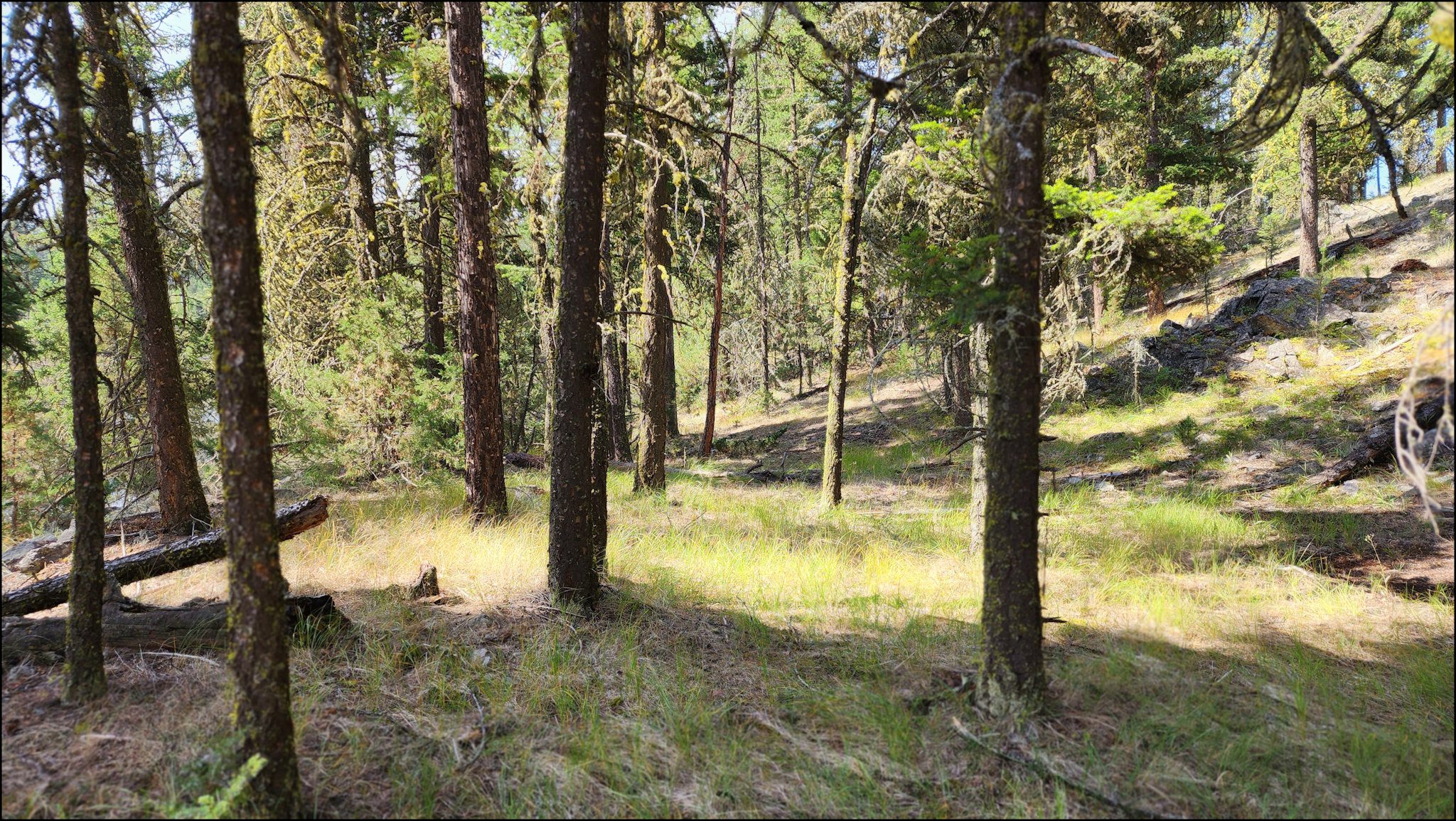 Exploring The Peterhope Hills - Kamloops Trails | Kamloops.me