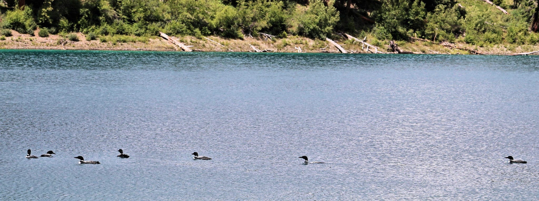 Kentucky And Alleyne Lakes Paddling - Kamloops Trails